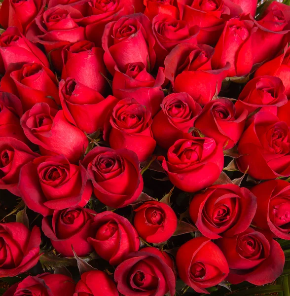 Rengeteg piros rózsák természetes háttér — Stock Fotó