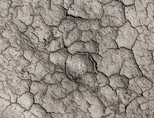 Doku kuraklık kavrulmuş toprak — Stok fotoğraf