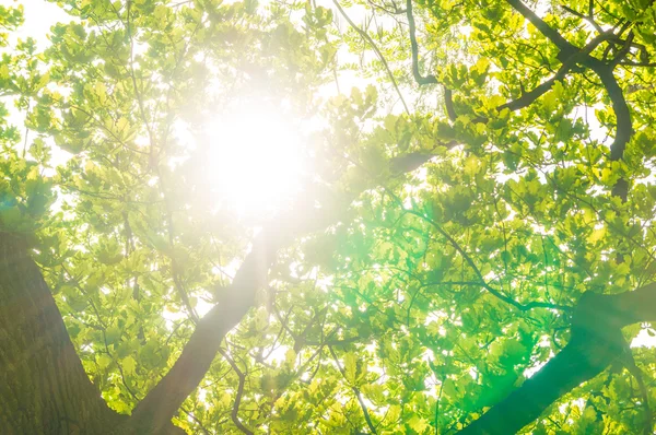 Yeşil Meşe yaprağı, parlak güneş — Stok fotoğraf