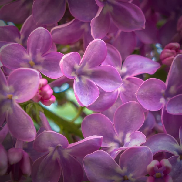 Makro obrázek jarní Lila fialové květiny — Stock fotografie