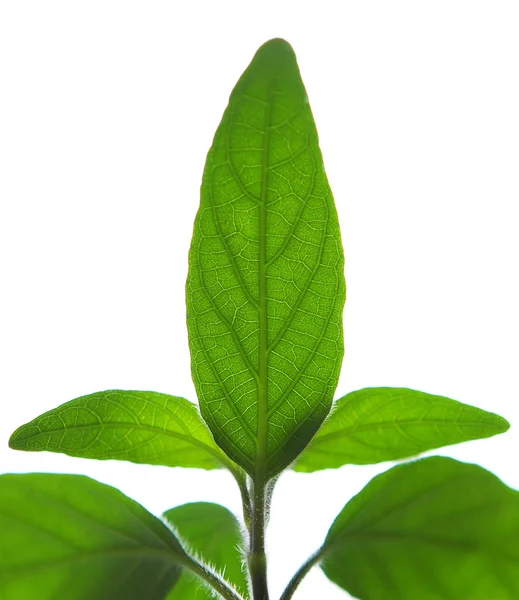 Pianta verde isolata su bianco — Foto Stock