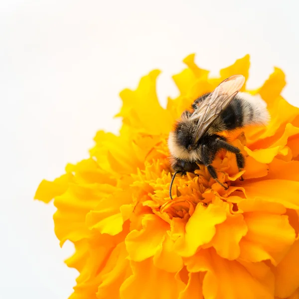 Honeybee and yellow flower head — Stock Photo, Image