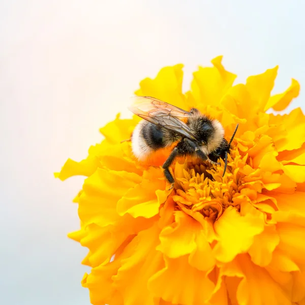 Honingbij en geel bloem-hoofd — Stockfoto