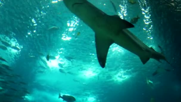 Underwater shot of Grey Reef Shark, close encounter — Stock Video