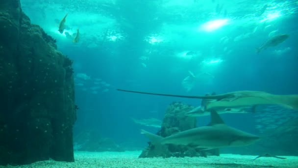바위와 지나가는 리스본 해양 수족관에 있는 물고기, — 비디오