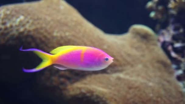 Peixes coloridos no recife de coral — Vídeo de Stock