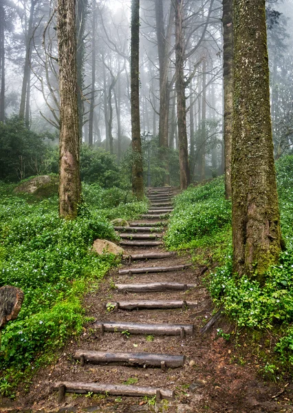 Caminho florestal — Fotografia de Stock