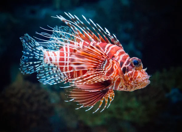 Peixe-leão — Fotografia de Stock