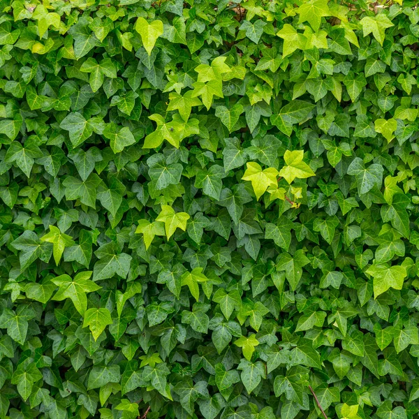 Green leaves background — Stock Photo, Image