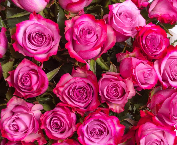 Obrázek na pozadí růžových růží — Stock fotografie