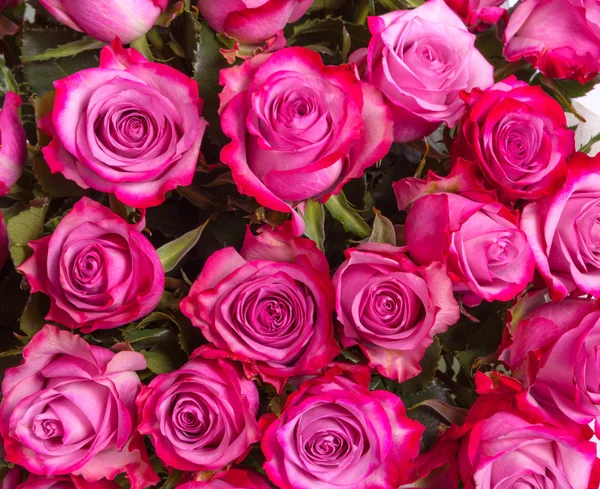 Hintergrundbild von rosa Rosen — Stockfoto