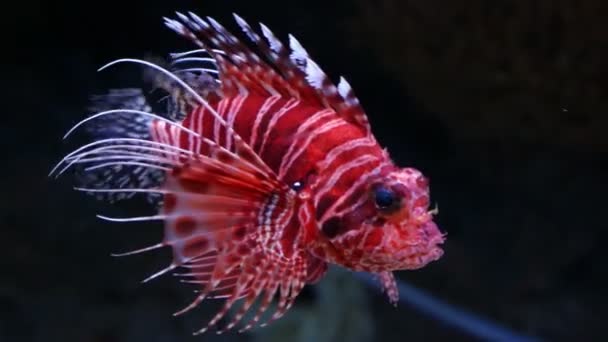 Ikan singa di akuarium dengan latar belakang gelap — Stok Video