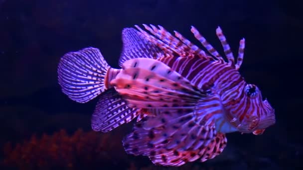 Peixe leão em aquário com fundo escuro — Vídeo de Stock