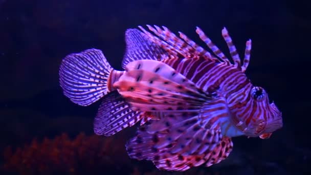 Peces león en acuario con fondo oscuro — Vídeos de Stock