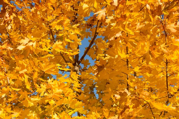 Podzim, listí stromů žlutý — Stock fotografie