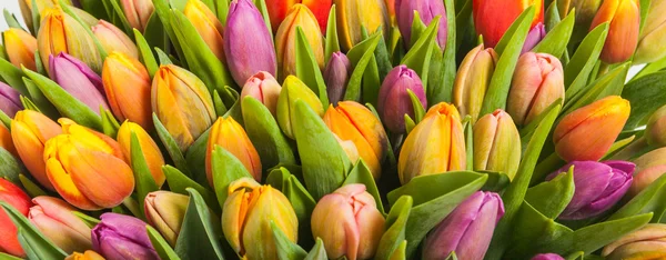Bouquet de tulipes multicolores — Photo