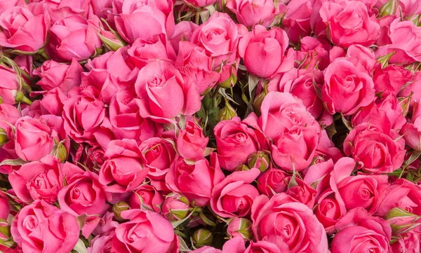 Imagem de fundo de rosas rosa — Fotografia de Stock