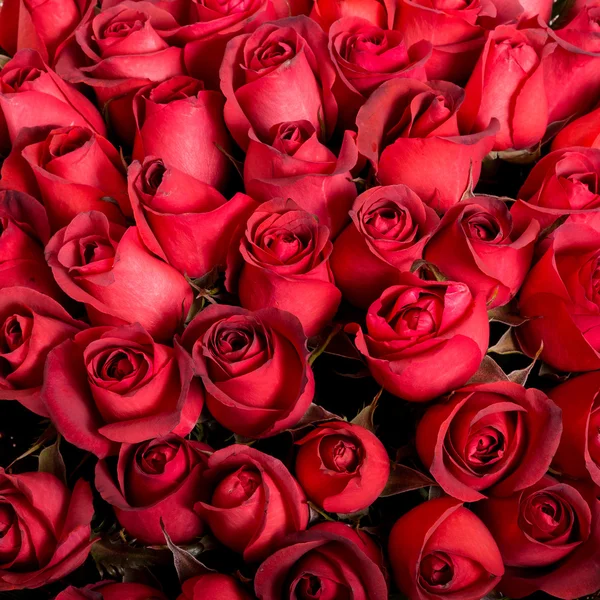 Natural red roses background Royalty Free Stock Images