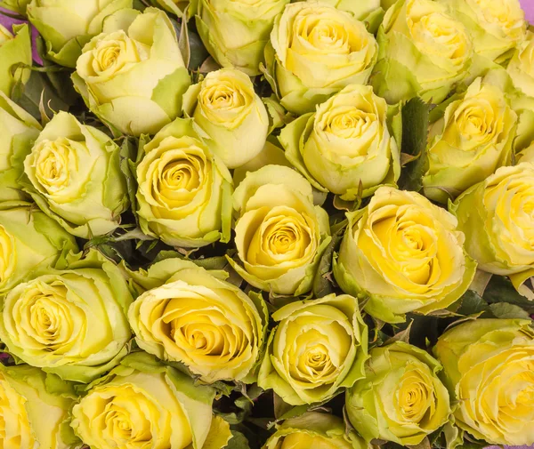 Background image of yellow roses — Stock Photo, Image