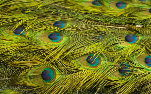 Verde pavo real y plumaje azul en primer plano —  Fotos de Stock