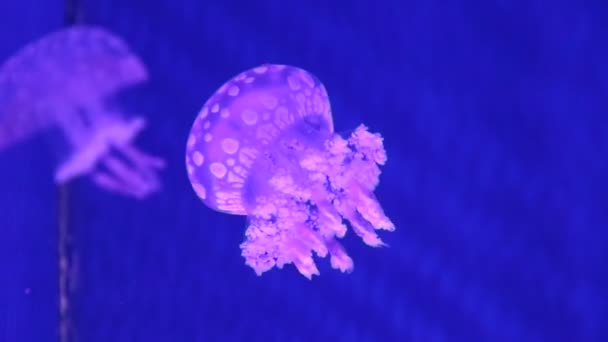 Jellyfishe luminescente na água — Vídeo de Stock