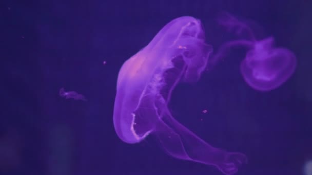 Medusa luminescente in acqua — Video Stock