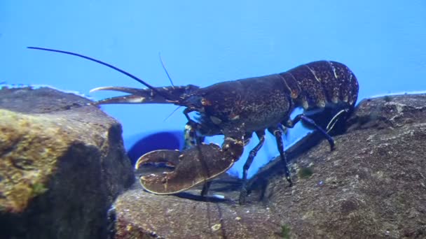 Lobster underwater — Stock Video