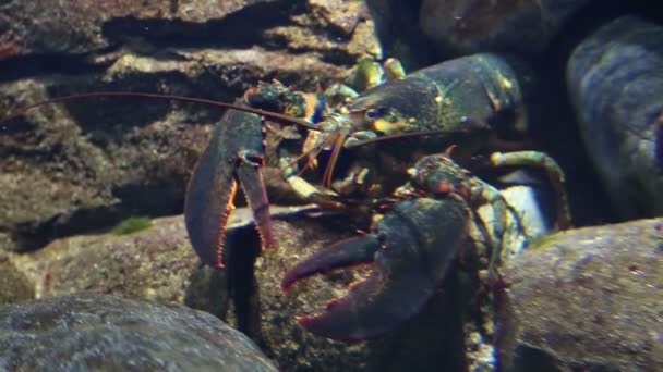 Lobster underwater — Stock Video