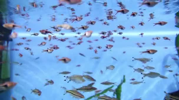 Les poissons d'aquarium nagent sous l'eau — Video