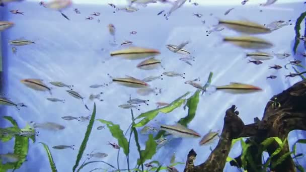 Aquarium vissen zwemmen onder water — Stockvideo