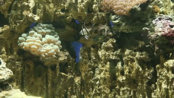 Fischbecken mit bunten Fischen, lebenden Korallen — Stockvideo