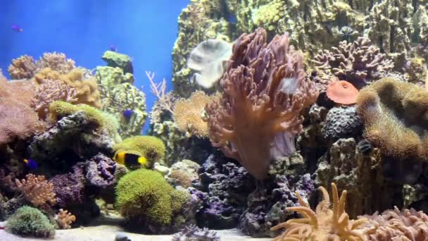 Рибний бак з барвистою рибою, живими коралами — стокове відео