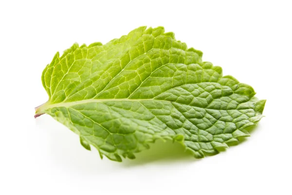 Hojas frescas de menta aisladas sobre fondo blanco — Foto de Stock