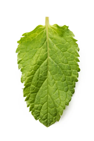 Feuilles de menthe fraîches isolées sur fond blanc — Photo