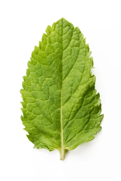 Hojas frescas de menta aisladas sobre fondo blanco — Foto de Stock