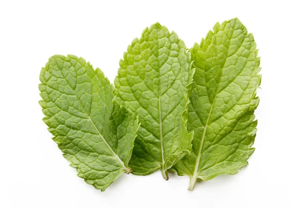 Tres hojas frescas de menta aisladas en blanco — Foto de Stock