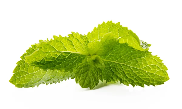 Hojas frescas de menta cruda aisladas sobre fondo blanco — Foto de Stock