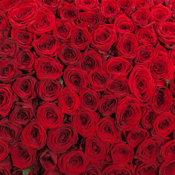 Rosas rojas fondo textura natural del amor — Foto de Stock