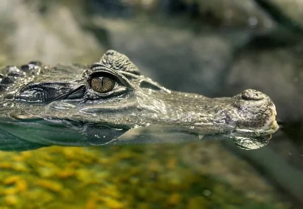 Közeli kép: krokodil szem — Stock Fotó