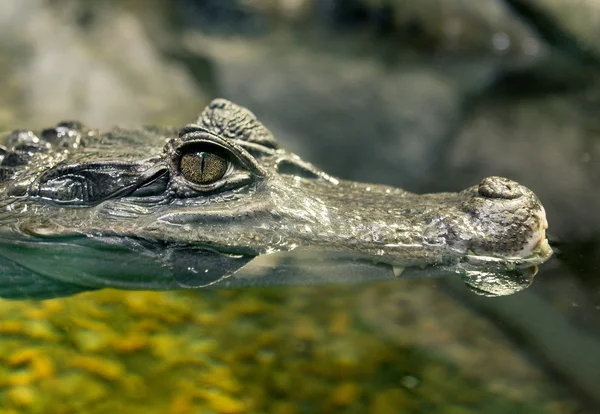 Primo piano di Occhio di coccodrillo — Foto Stock