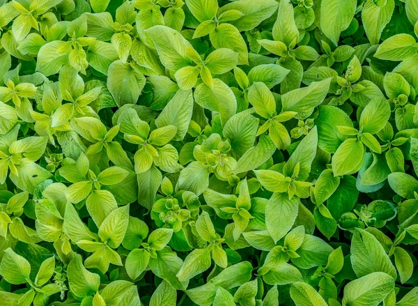 Hojas de menta fresca después de la lluvia —  Fotos de Stock