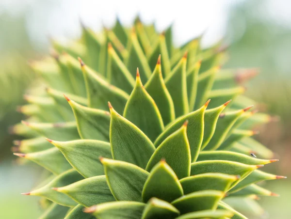 Cerca de agave verde —  Fotos de Stock