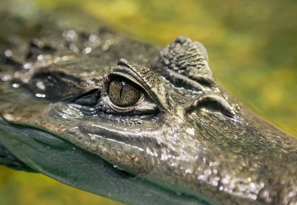 Primo piano di Occhio di coccodrillo — Foto Stock