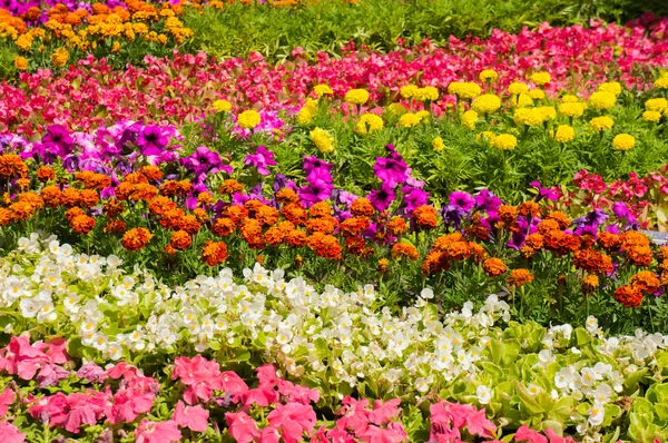 Close-up view of flower bed — Stock Photo, Image