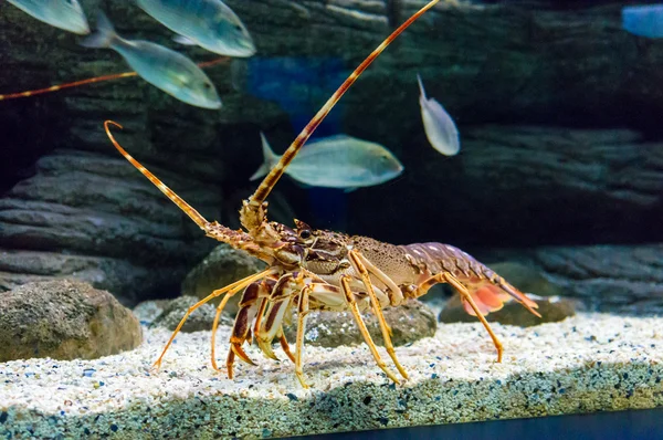 Aragosta tropicale colorata sott'acqua — Foto Stock