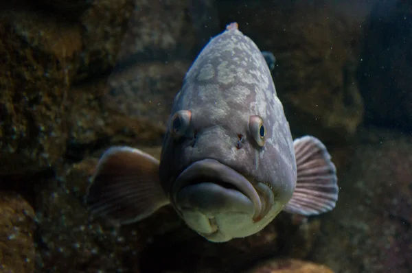 Grande peixe debaixo d'água — Stockfoto