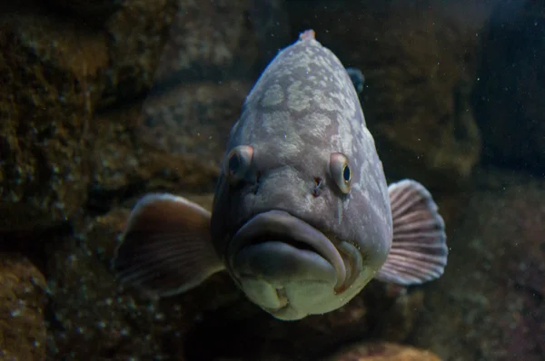 Peixe grande subaquático — Fotografia de Stock