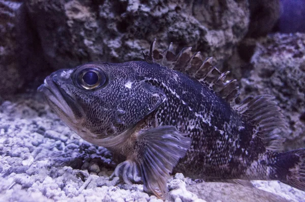 Grande peixe debaixo d'água — Stockfoto