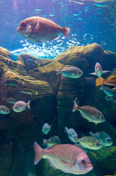 Foto de una colonia de coral, Mar Rojo —  Fotos de Stock