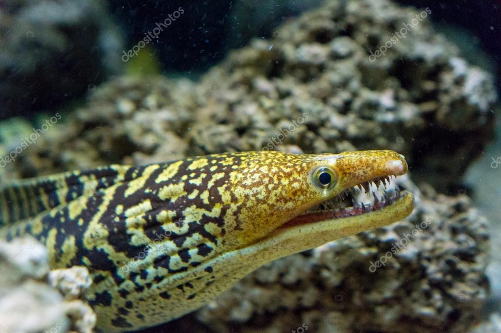Moray eel with the opened mouth. Stock Photo by ©gilmanshin 88038112